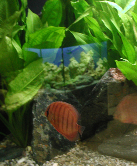 Fish Tank Aquariums